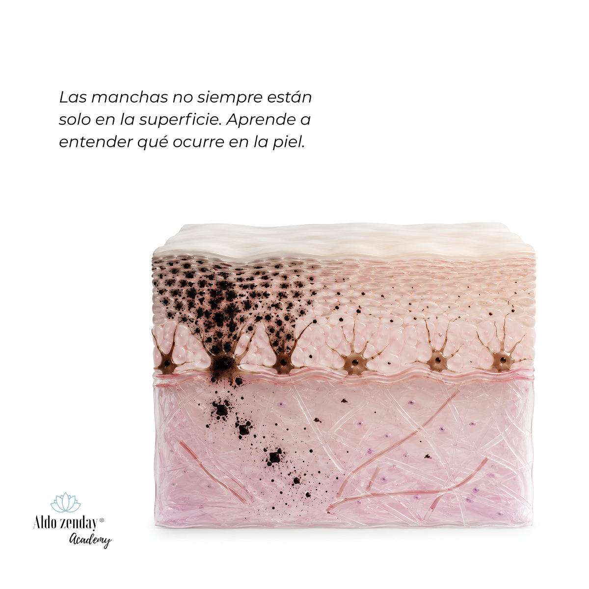MELASMA DÉRMICO™

Los 3 pilares para entender por qué el melasma persiste y cómo abordarlo